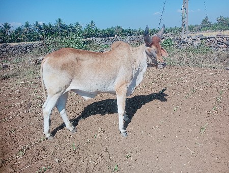 થંબનેલ 3