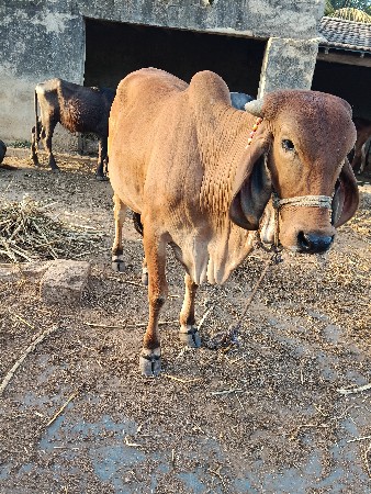 વાસડી વેચવાની છે