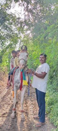 ઘોડી વેચવાની છે