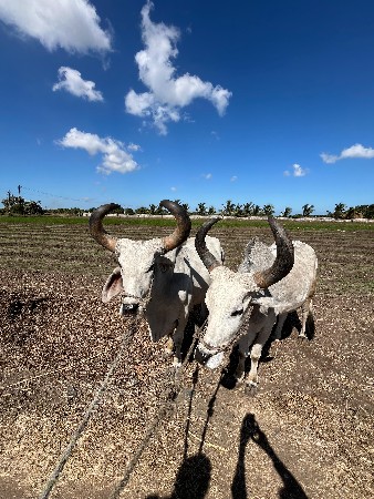 બળદ સાવ સોજા