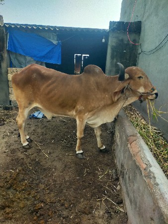 થંબનેલ 3