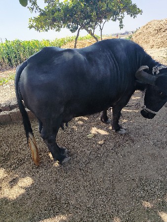 ભેસ વેચવા ની છે