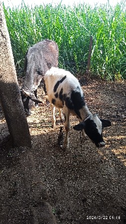 થંબનેલ 3