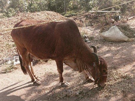 ગાય 4વેતર