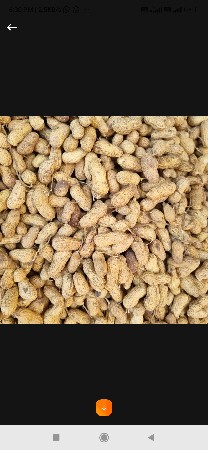 માડવી કોરી છે