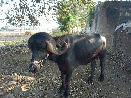 थंबनेल 3