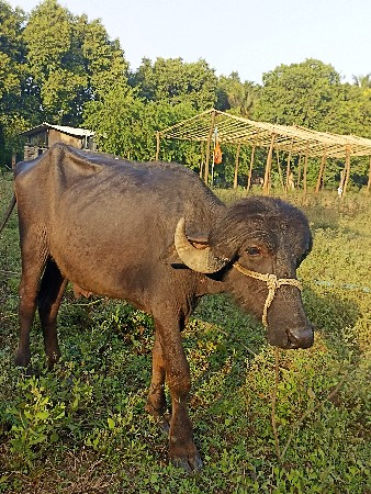 થંબનેલ 3