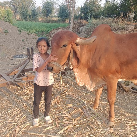 ઞીરગાય વેતર 3