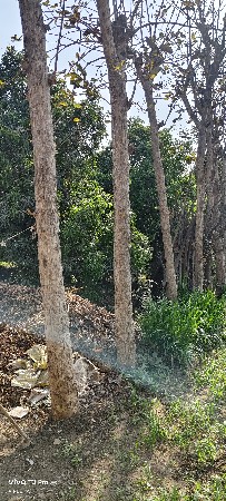 સાગ ના ઝાડ