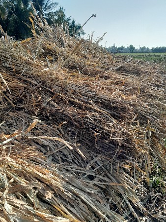 બાજરા ની સાર કઙપ વેસવાની છે