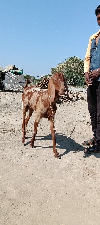 થંબનેલ 2