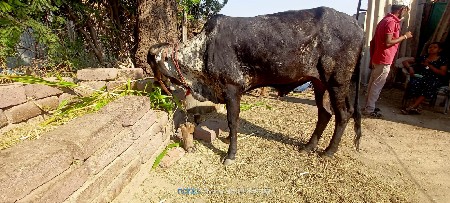 થંબનેલ 2