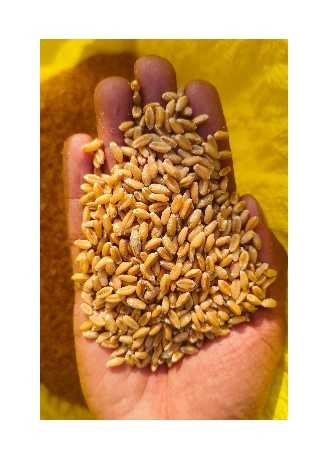 લોકવન ઘવ વેસવાના છે.