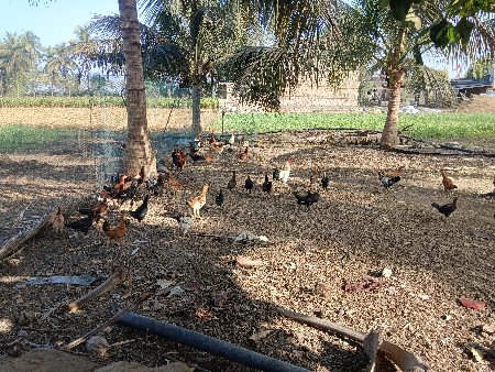 દેશી મુરઘા અને મુરઘી વેચવાની છે