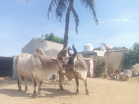 થંબનેલ 2