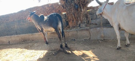 થંબનેલ 2