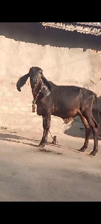 શ્યામ કપીલા