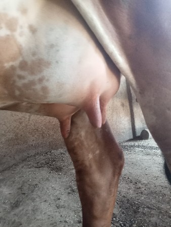 ગીર હોરકી વેચવાની છે