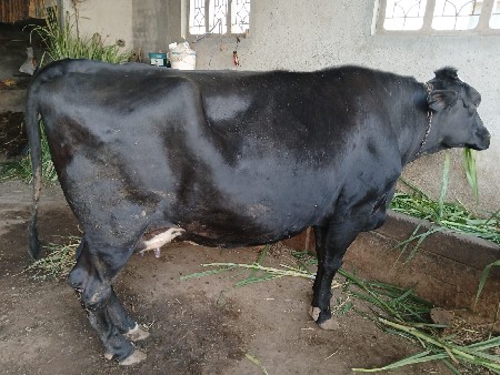 3 જુ વેતર ગાય વેચવાની છે