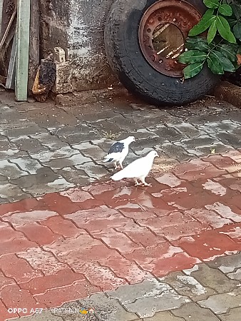 થંબનેલ 3