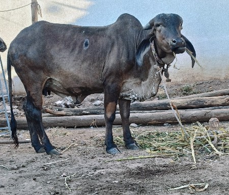 थंबनेल 2