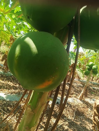 થંબનેલ 3