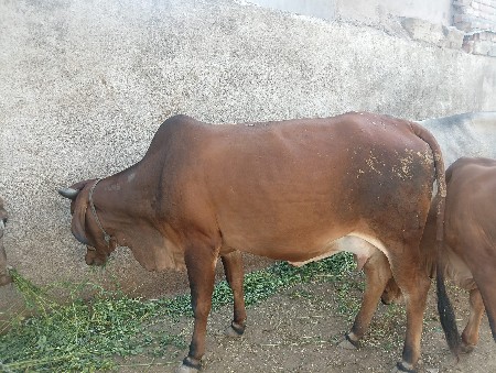 थंबनेल 3