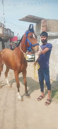 થંબનેલ 2