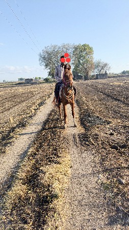 ઘોડી વેસાવ ની સે