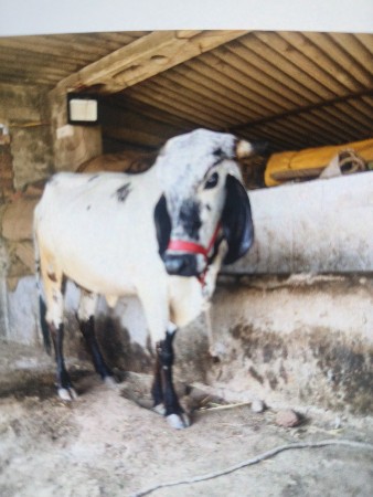 थंबनेल 3