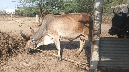 થંબનેલ 3