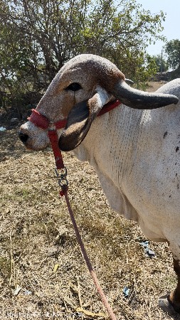 થંબનેલ 2