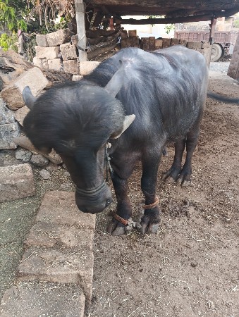 વેચવાનો છે