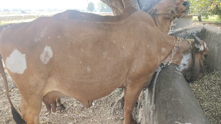 ગાય વેચવાની છે
