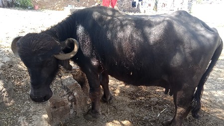 थंबनेल 2