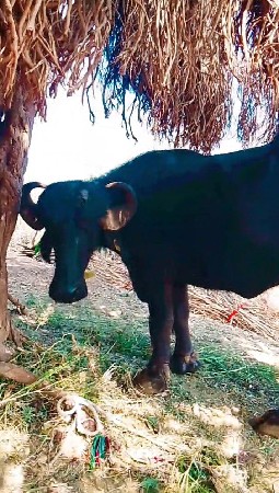 થંબનેલ 2