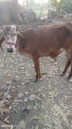 પાડો દેવાનો છે