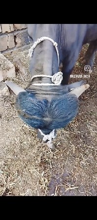 હાટા કરવાના છે પાડા ના