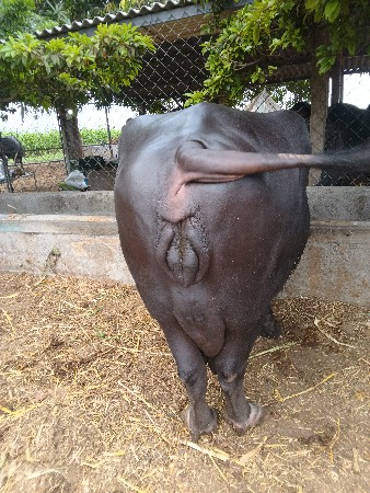 bhains vaishva niche