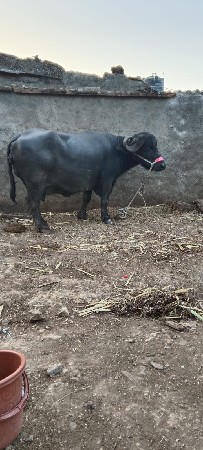 थंबनेल 3