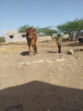 દેશુરભાઈ