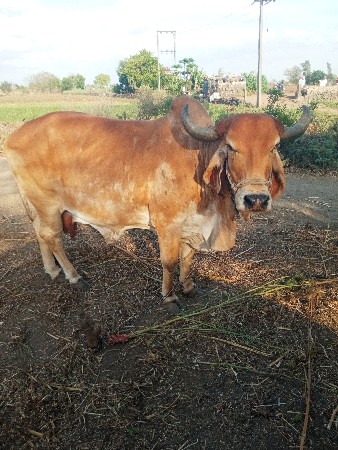 ગાય વેચવાની છે
