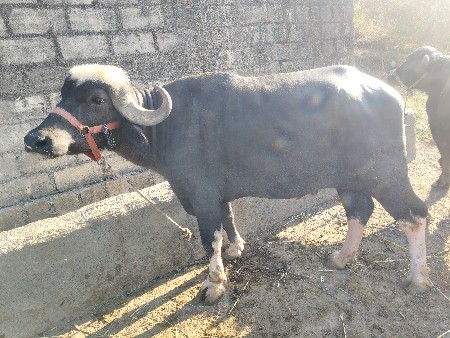 ભેંસ વેચવાની છે