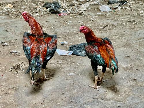 थंबनेल 2