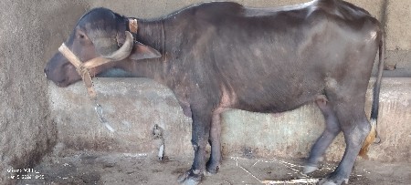 થંબનેલ 2