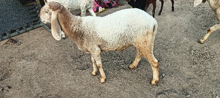 थंबनेल 2