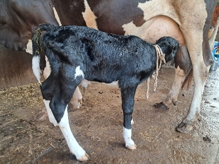 HF હોડકી વેચવાની છે.