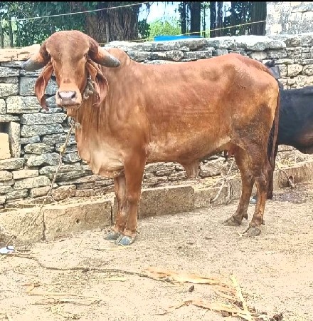 थंबनेल 3