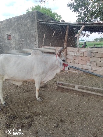 थंबनेल 3