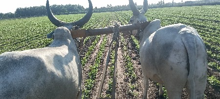 વેચવાના છે